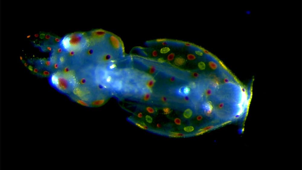 Pearls before squid how a cephalopod is born, in stunning microscopy footage Aeon Videos