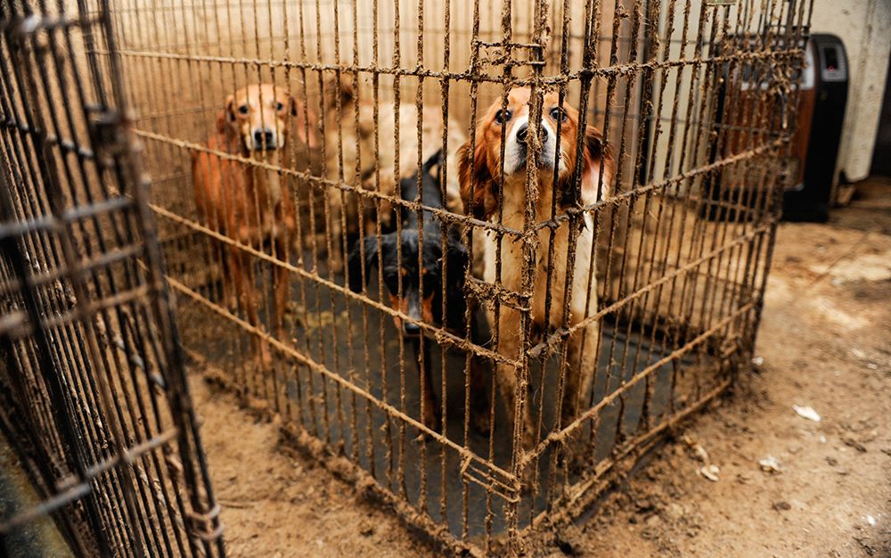 no-kill-animal-rescue-is-a-disaster-for-animal-welfare-aeon-essays