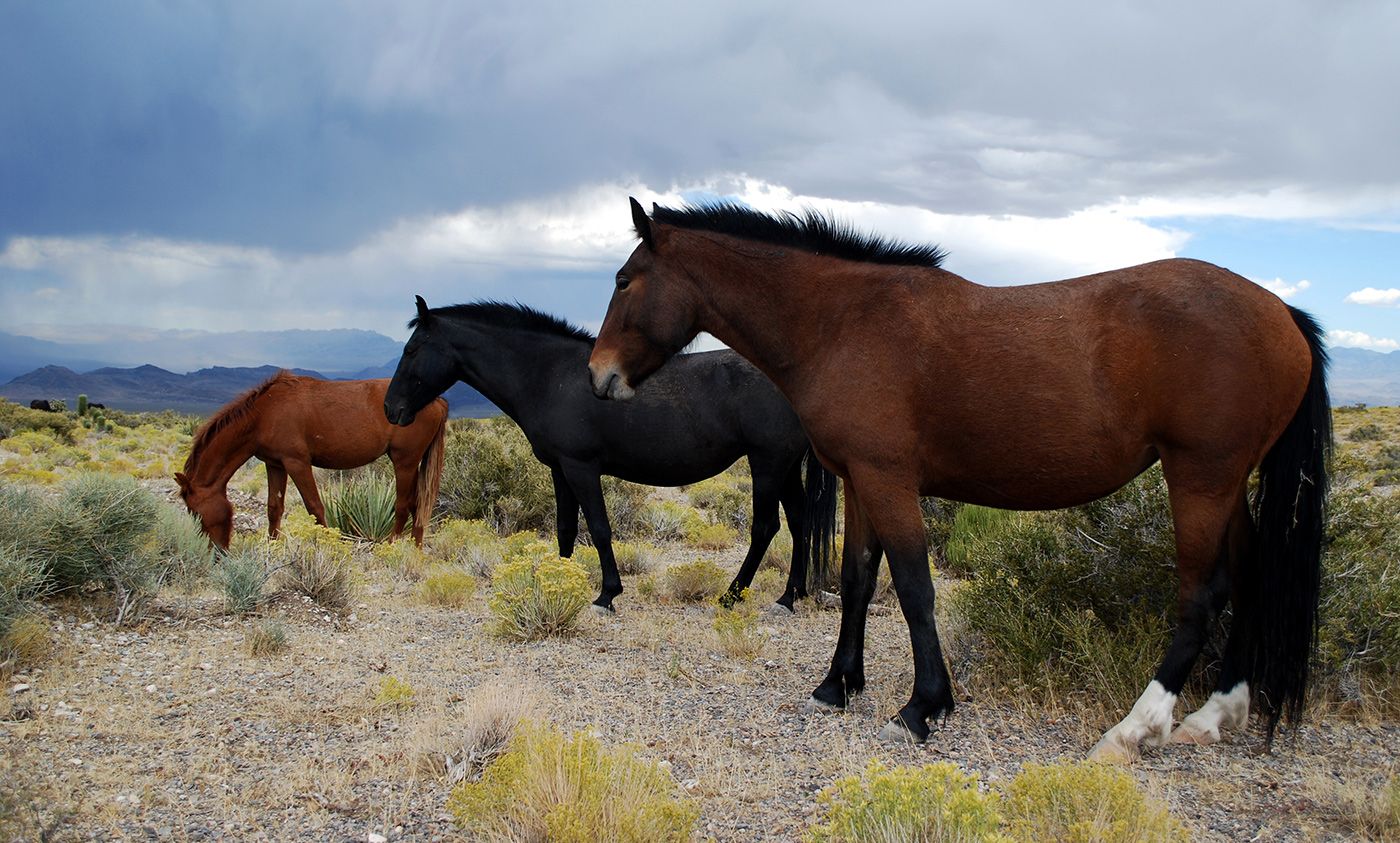 Are wild horses icons of the West or an invasive species? | Aeon
