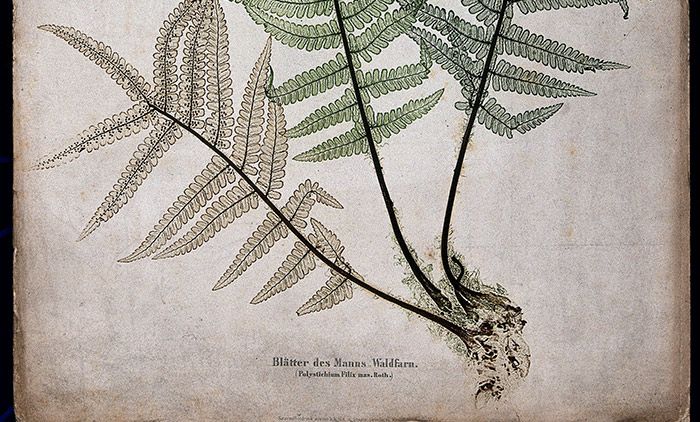 The male fern (Dryopteris filix-mas): fronds and part of rhizome. Colour nature print by A. Auer, c. 1853. <em>Courtesy Wellcome Images</em>