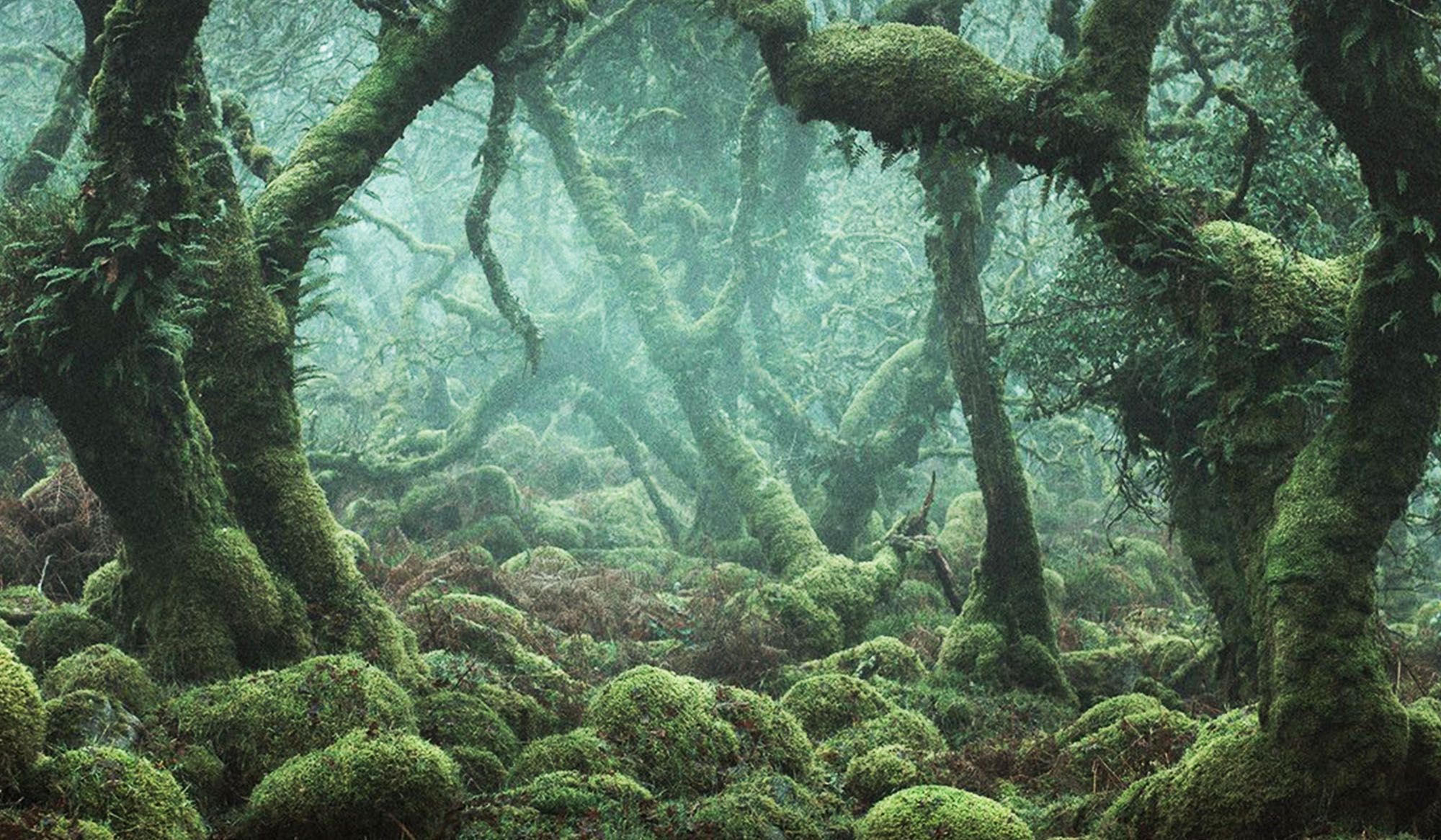 Time travel in Britain’s lost rainforests | Aeon Videos