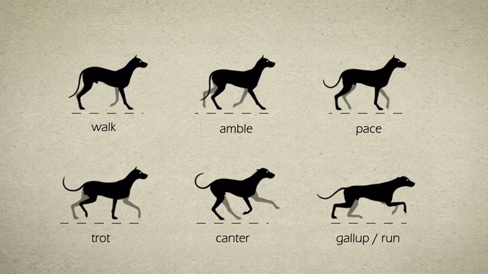 I like the way you move: from a walk through a trot to a gallop, on four  legs | Aeon Videos