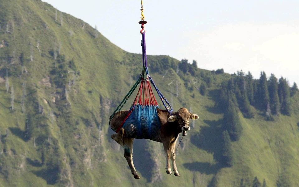 https://epsilon.aeon.co/images/5b60d025-44d1-4623-bfe8-0e28abac753b/header_Cow-flying.jpg