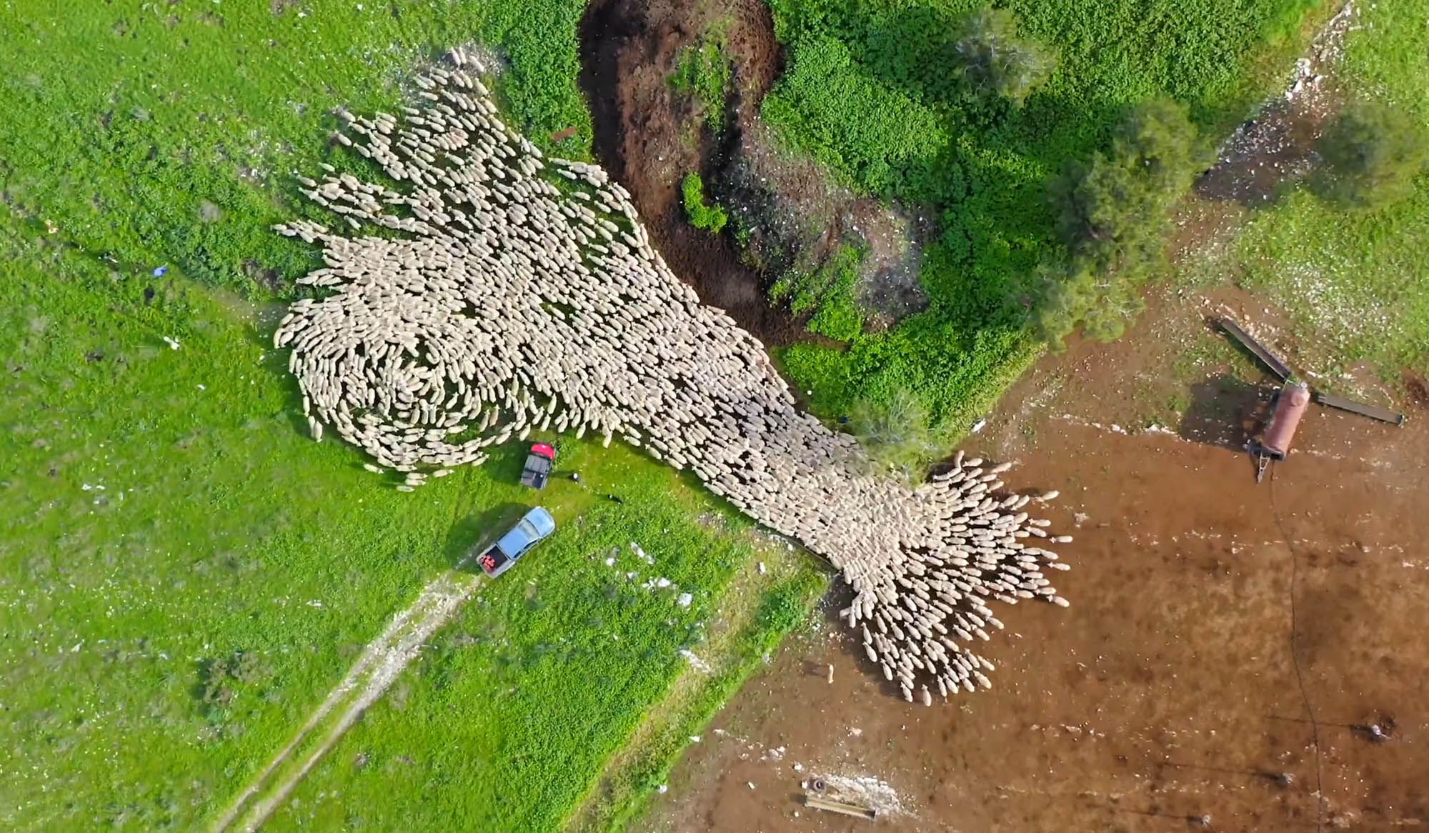 Aerial sheep herding in Yokneam | Aeon