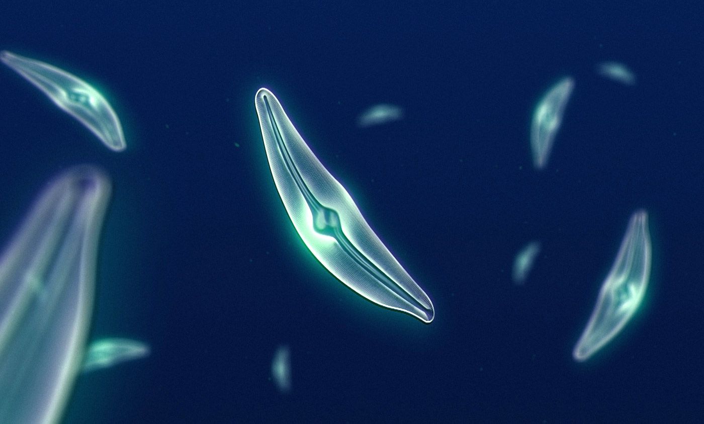 <p>Diatoms. <em>Photo courtesy NASA</em></p>