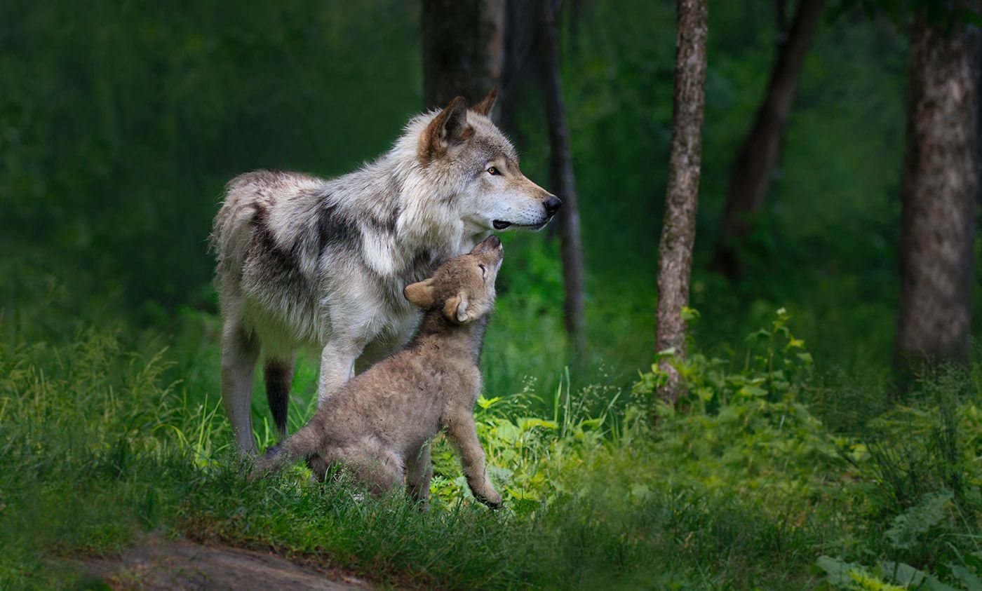 how do you tell the difference between a wolf and a dog