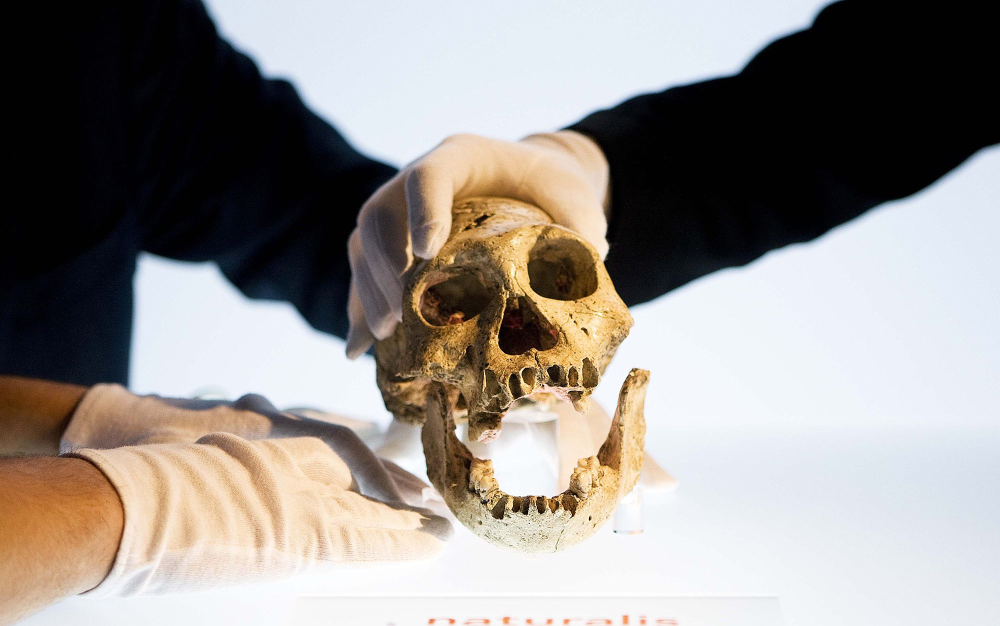 Самый древний череп человека. Дманиси череп древнего.