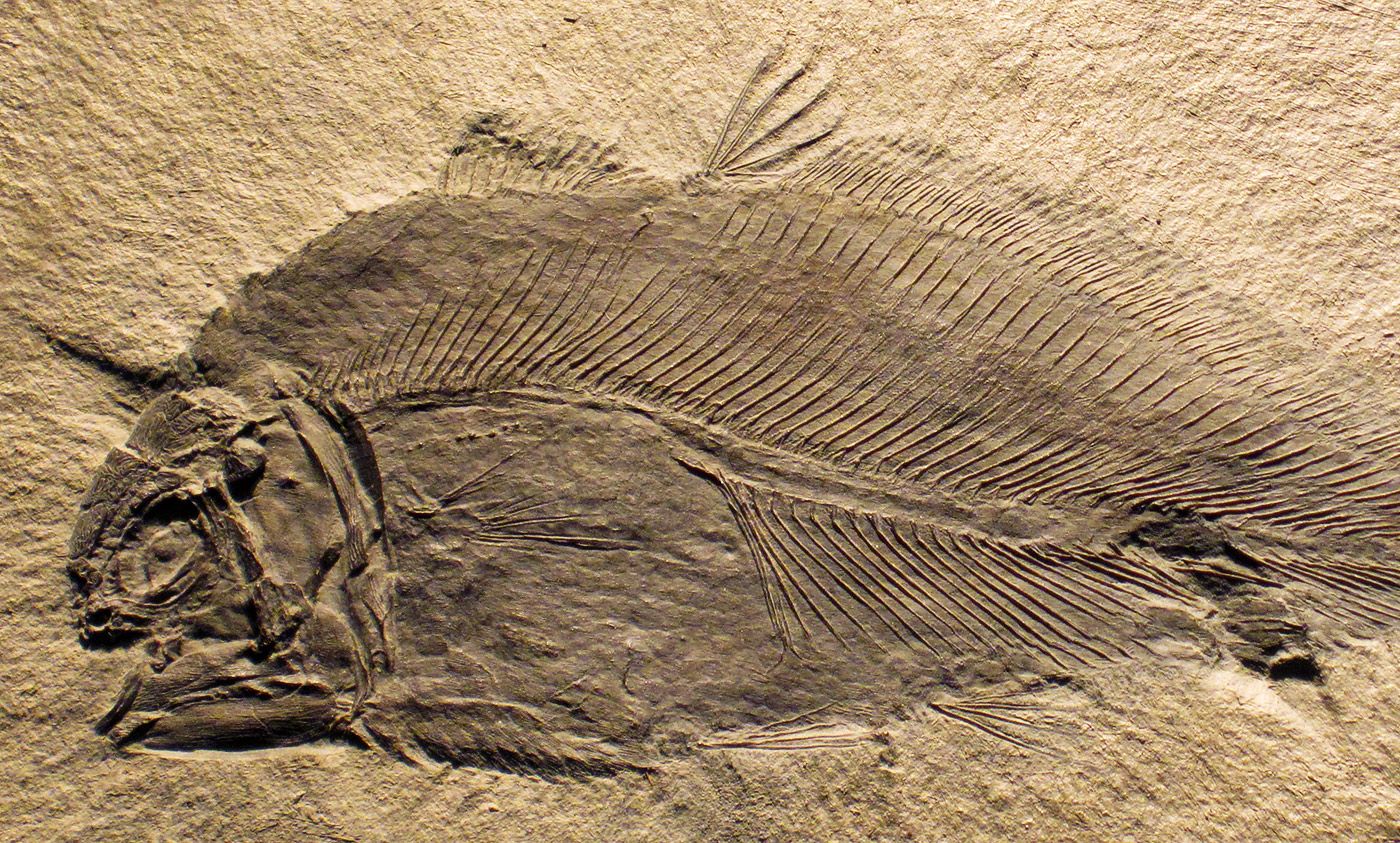 The missing fossils matter as much as the ones we have found | Aeon