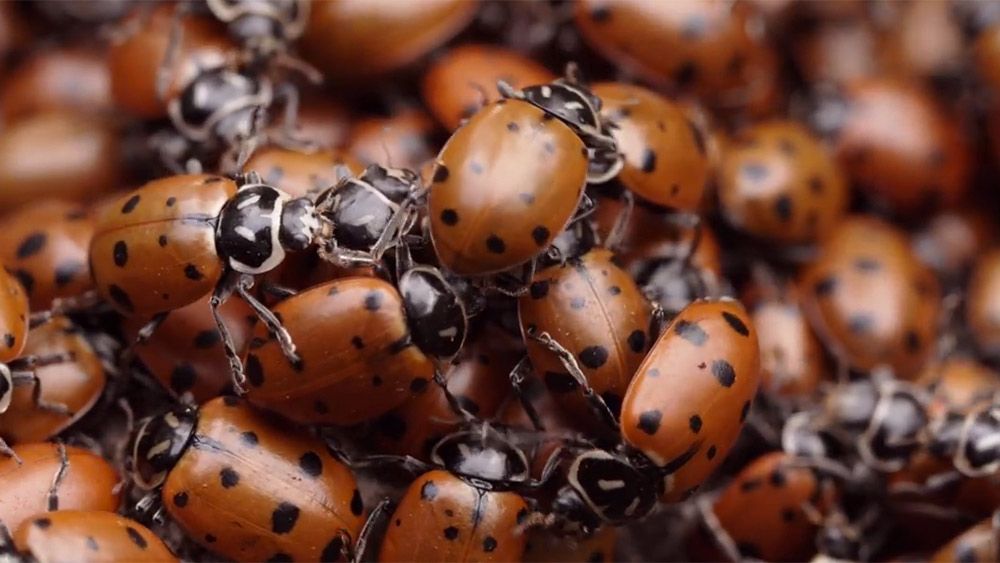 every-winter-ladybirds-break-their-solitude-and-assemble-for-a-once-in