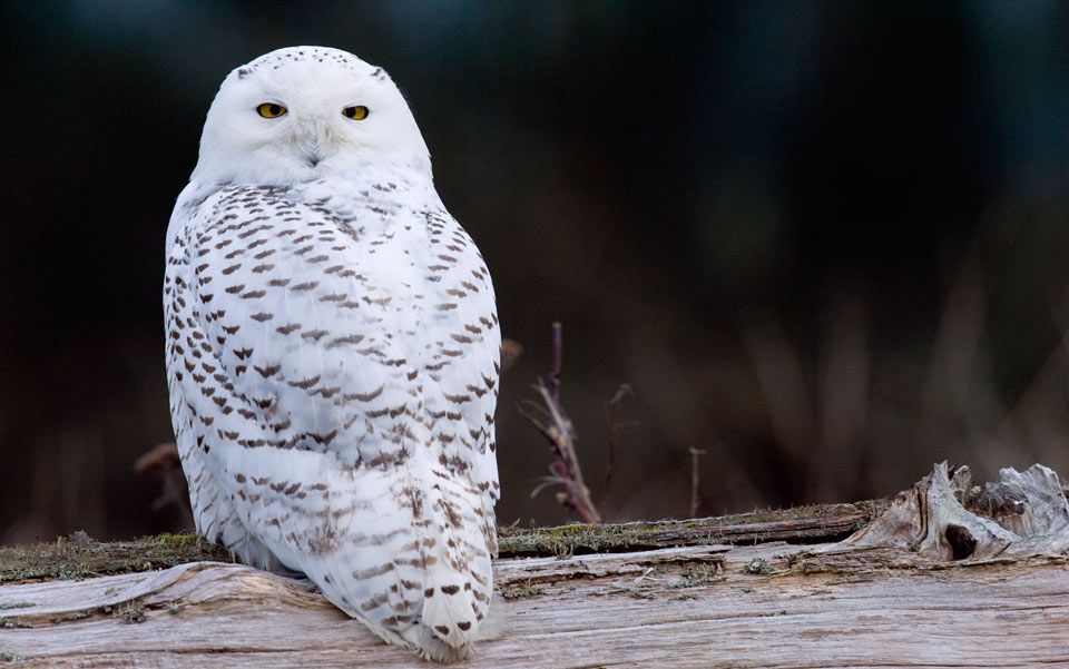 Why is the US facing an irruption of snowy owls? | Aeon Essays