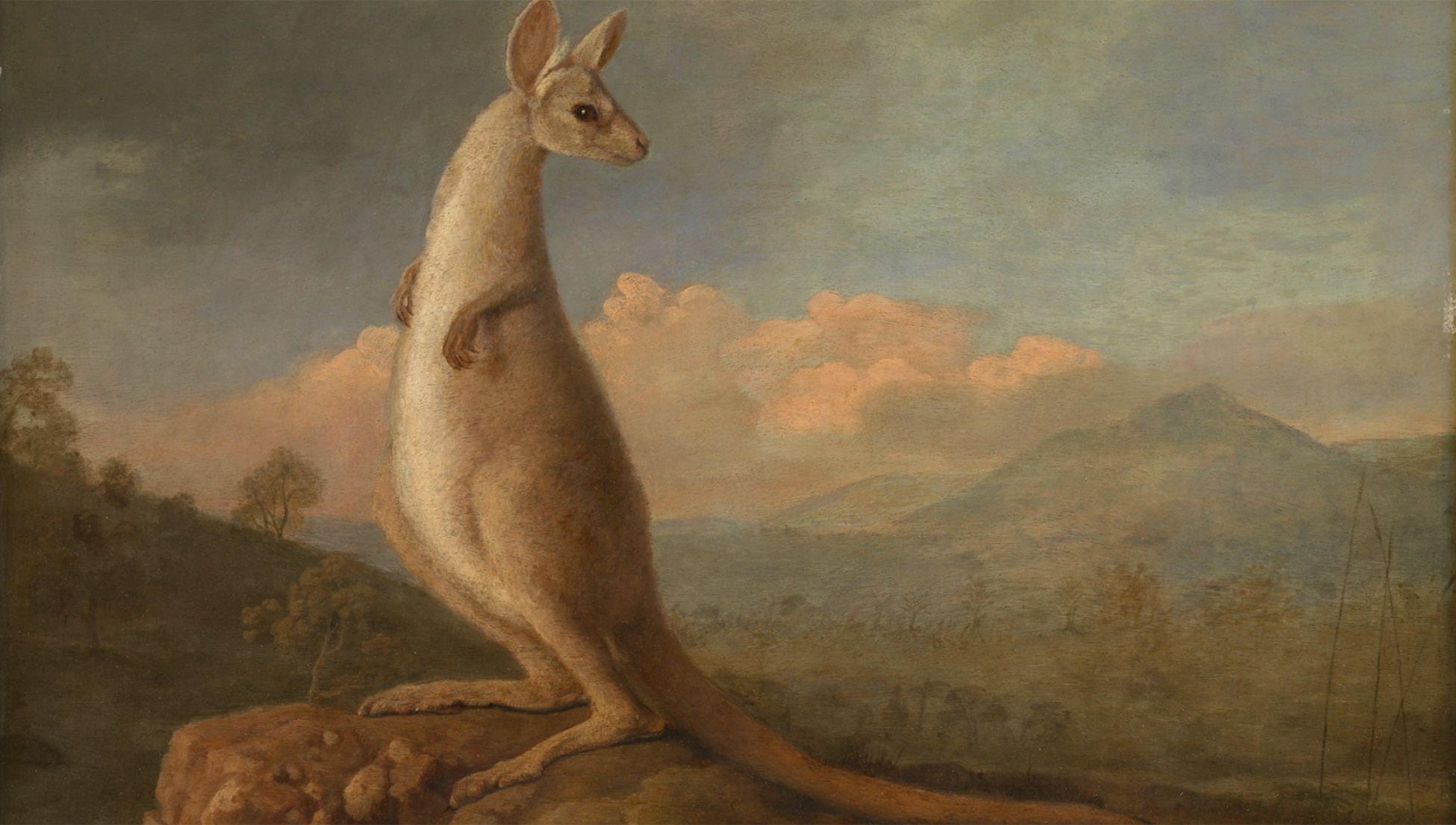 Calling Australia’s wildlife ‘weird’ puts it at risk | Psyche
