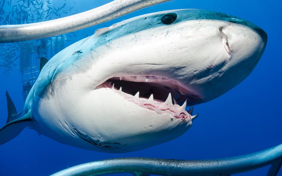 wife share hard shark teeth bite