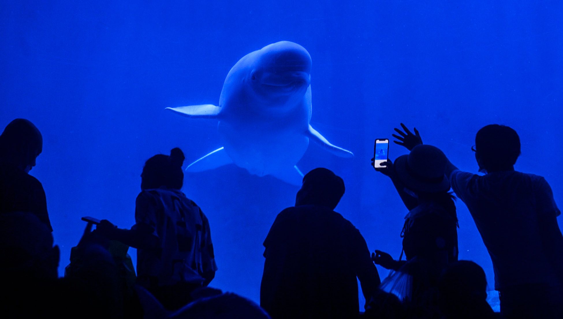 Human exceptionalism imposes horrible costs on other animals | Psyche