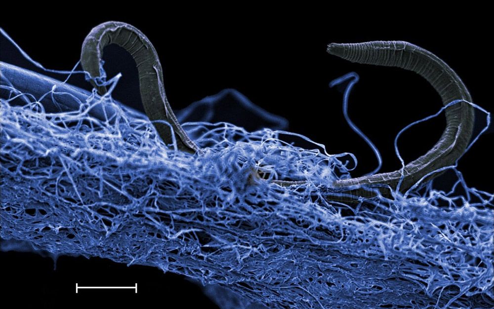 Life goes deeper | Aeon
